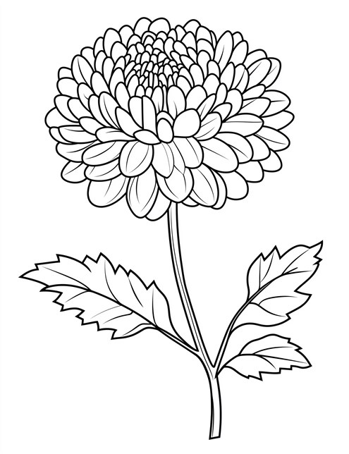 A drawing of a single flower with many petals and two large leaves