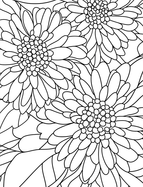 A close up drawing of three large flowers with many petals and clustered centers