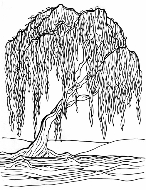 A droopy willow tree with long, hanging branches that touch the ground, looking peaceful and calm